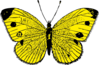 Yellow Butterfly Clip Art